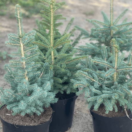 Хвойные растения